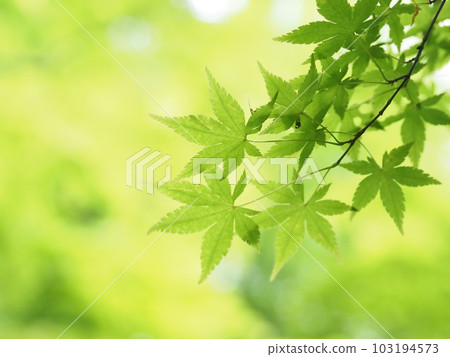 藍楓 103194573
