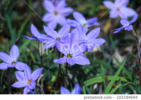 Star-shaped flower 103194694