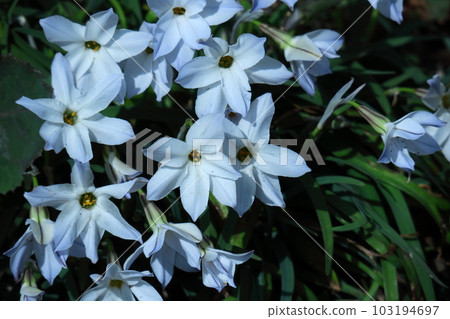 Star-shaped flower 103194697