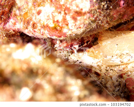 A small fish that camouflages and hides in the crevices of rocks 103194702