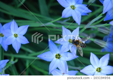 Star-shaped flower Star-shaped flower 103194956