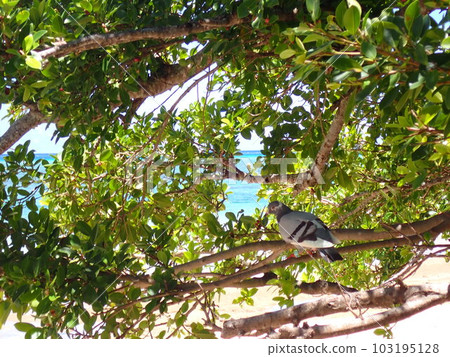 Hatoma Blue Sea Hatoma Blue Sea 103195128