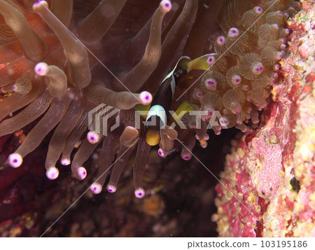Sea anemone and anemone fish Sea anemone and anemone fish 103195186