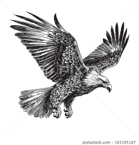 Eagle in flight Eagle in flight 103195187