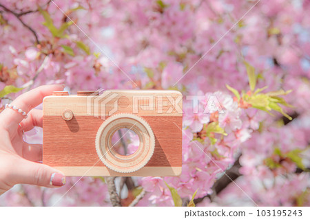 camera and sakura 103195243
