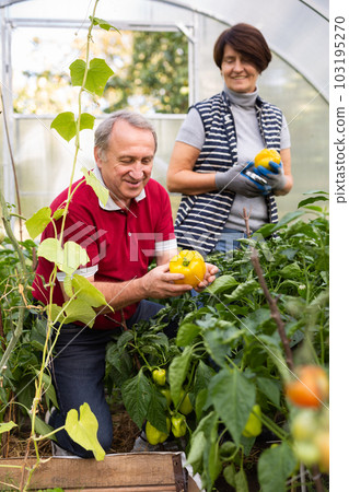 Husband and wife harvesting yellow bell peppers together in greenhouse Husband and wife harvesting yellow bell peppers together in greenhouse 103195270