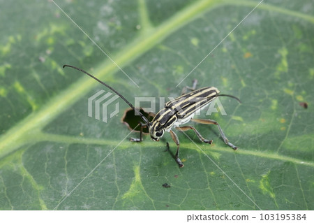 Creatures, Insects, Stone beetles, white lines in the middle and left and right. A short line in between followed by a point 103195384