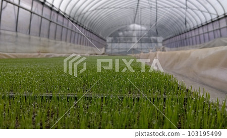 帶晨露的稻苗 帶晨露的稻苗 103195499