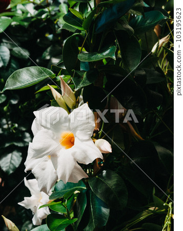 Close-up of Dipladenia Sundaville white flowers 103195623