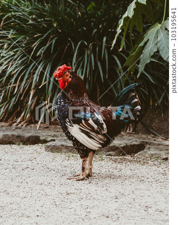 Beautiful Rooster,Rooster bantam colorful standing on the green lawn Beautiful Rooster,Rooster bantam colorful standing on the green lawn 103195641