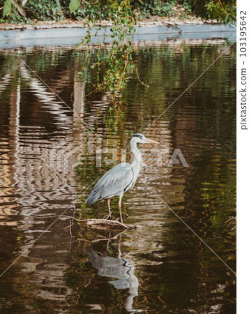 The gray heron stands in the water in shallow water The gray heron stands in the water in shallow water 103195642