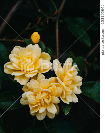Jasminum mesnyi, bright yellow flowers, close up. Deciduous shrub, evergreen Jasminum mesnyi, bright yellow flowers, close up. Deciduous shrub, evergreen 103195643