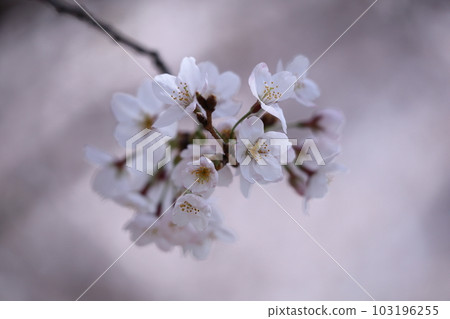 Spring in full bloom Spring in full bloom 103196255