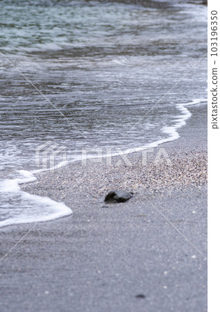 海浪邊的沙灘 103196350