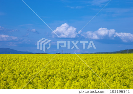 Rape blossoms Rape blossoms 103196541