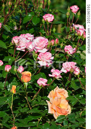 這是在神大植物園的春季玫瑰花節上拍攝的玫瑰花。 103196591