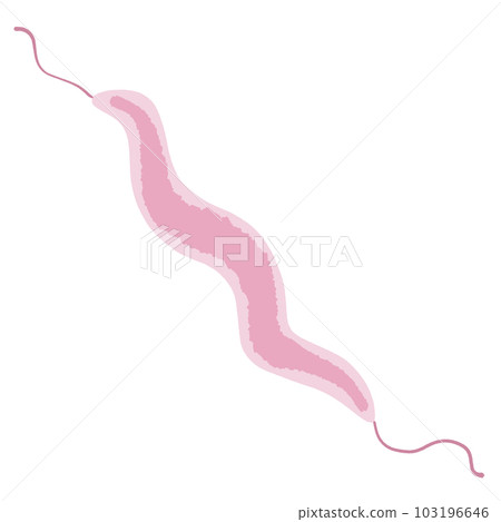 Illustration of Campylobacter Illustration of Campylobacter 103196646