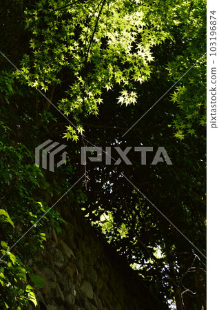 新鮮的綠色楓樹 103196874