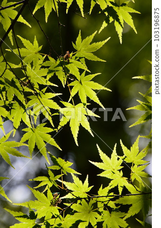 Fresh green maple 103196875