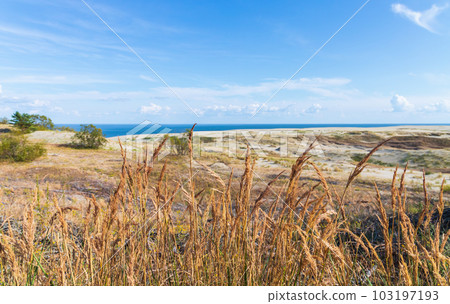 Curonian Spit summer landscape. Coastal grass grow on sandy dunes 103197193