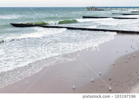 Beach view with shore water and wooden breakwater structures 103197196