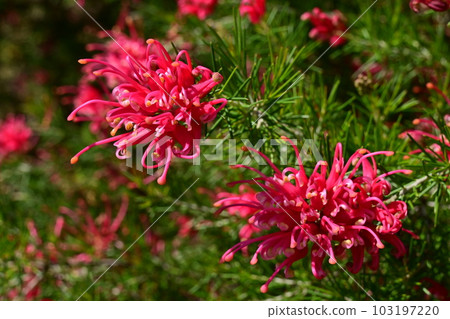 Grevillea alpina（山龍眼科） 103197220