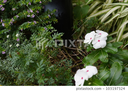 fusion of white and green 103197324