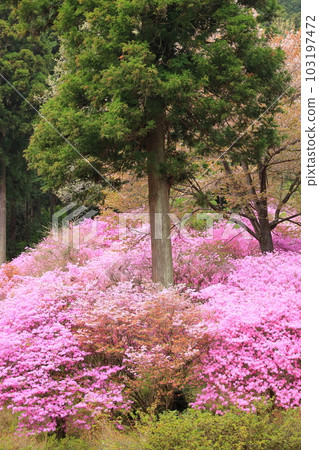 八王子市今熊神社杜鵑花 八王子市今熊神社杜鵑花 103197472