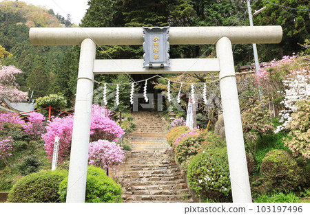 Hachioji City Imakuma Shrine Azalea 103197496