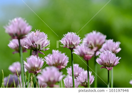 Chives 103197946