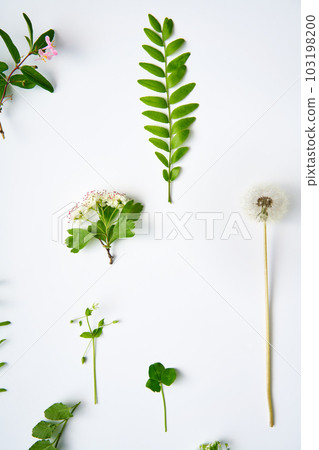 Collection set of various leaves, plants and herbs on white background. 103198200
