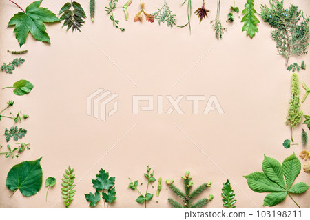 Green leaves border. Frame made of various plants and herbs with copy space for text Green leaves border. Frame made of various plants and herbs with copy space for text 103198211