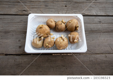 Seed organic potatoes. Eight sprouted tubers in a plastic container Seed organic potatoes. Eight sprouted tubers in a plastic container 103198323