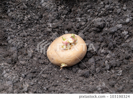 Seed organic potatoes with sprouts prepared for planting, lies on the ground Seed organic potatoes with sprouts prepared for planting, lies on the ground 103198324