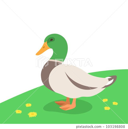 Drake, a male duck standing on the green grass. Farm fowl. Domestic animals flat cartoon illustration. Spring meadow background Drake, a male duck standing on the green grass. Farm fowl. Domestic animals flat cartoon illustration. Spring meadow background 103198808