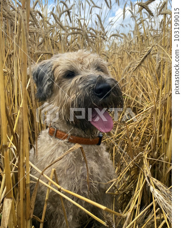 Irish Soft Coated Wheaten Terrier surrounded by ripening wheat ears in the field. Farm dog Irish Soft Coated Wheaten Terrier surrounded by ripening wheat ears in the field. Farm dog 103199015