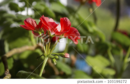 Flowering red geranium, house geranium, in greenery, close-up Flowering red geranium, house geranium, in greenery, close-up 103199272