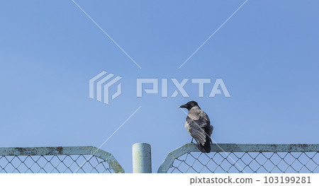 Wet gray-black crow sits on an iron railing against a blue sky in early spring 103199281
