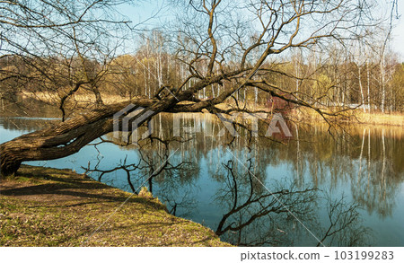 A tree without foliage hung over the water in early spring in sunny weather. 103199283