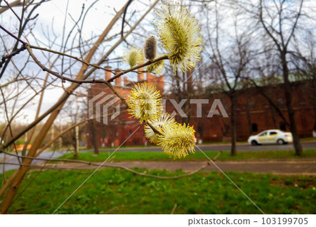 Amazing flowering pussy willow branches close up. Blooming willow and blue sky on background. Easter time Amazing flowering pussy willow branches close up. Blooming willow and blue sky on background. Easter time 103199705