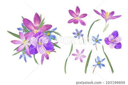 Bouquet of crocuses, blue snowdrops, green leaves and isolated flowers on white background. Watercolor illustration. For Valentine day, wedding invitation, birthday and mother day cards 103199809