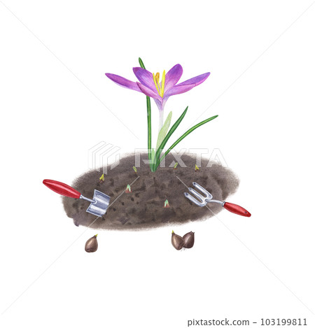 Planting flowers in the ground and caring for them. Crocuses, bulbs, soil, hand trowel, small fork. Isolated on white background. Watercolor illustration for the design of booklet, flyer, label 103199811