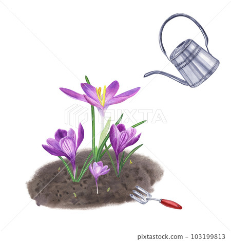 Planting flowers in the ground and watering. Crocuses, bulbs, soil, hand fork, watering can. Isolated on white background. Watercolor illustration for the design of booklet, flyer, label Planting flowers in the ground and watering. Crocuses, bulbs, soil, hand fork, watering can. Isolated on white background. Watercolor illustration for the design of booklet, flyer, label 103199813