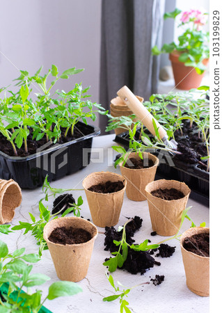 Transplanting seedlings, pricking out Transplanting seedlings, pricking out 103199829