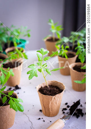 Transplanting seedlings, pricking out 103199864