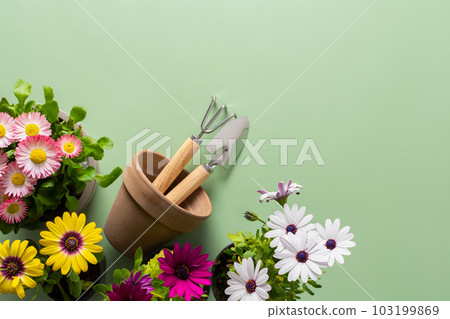 Pink Osteospermum on a green background 103199869