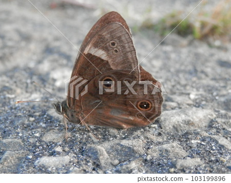 Black lizard (black shade)/side 103199896