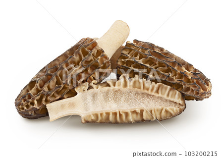 raw morel mushroom isolated on white background with full depth of field raw morel mushroom isolated on white background with full depth of field 103200215