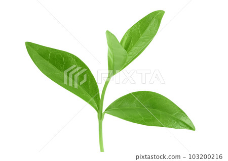 periwinkle leaf isolated on white background with full depth of field periwinkle leaf isolated on white background with full depth of field 103200216
