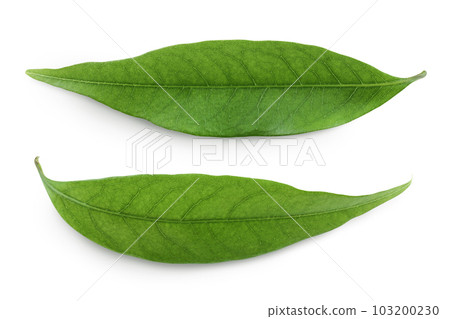 Green lychee leaf isolated on a white background. Top view. Flat lay 103200230
